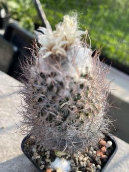 Turbinicarpus dickinsonia